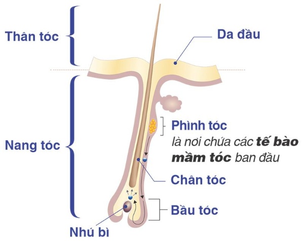 Hình ảnh về vị trí của tế bào mầm tóc