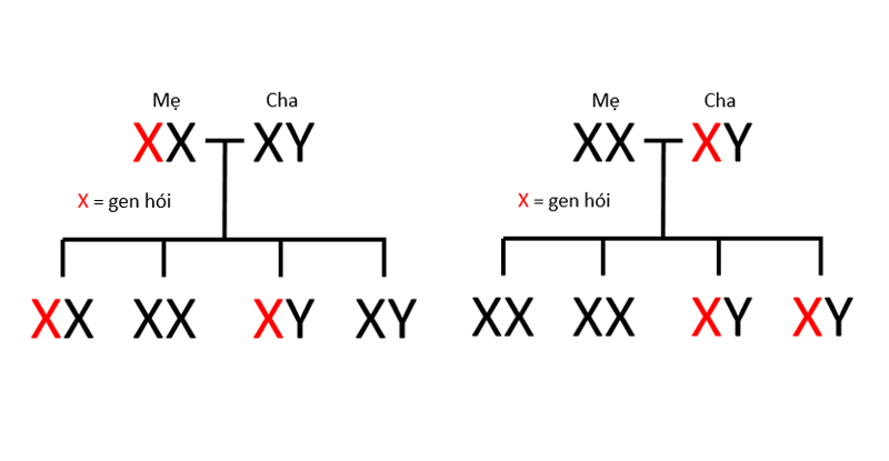 Biểu đồ di truyền gen hói từ cha - mẹ sang đời con