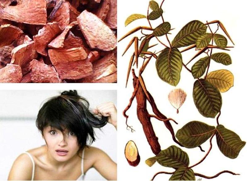 Hà thủ ô là dược liệu quý để trị các bệnh về tóc