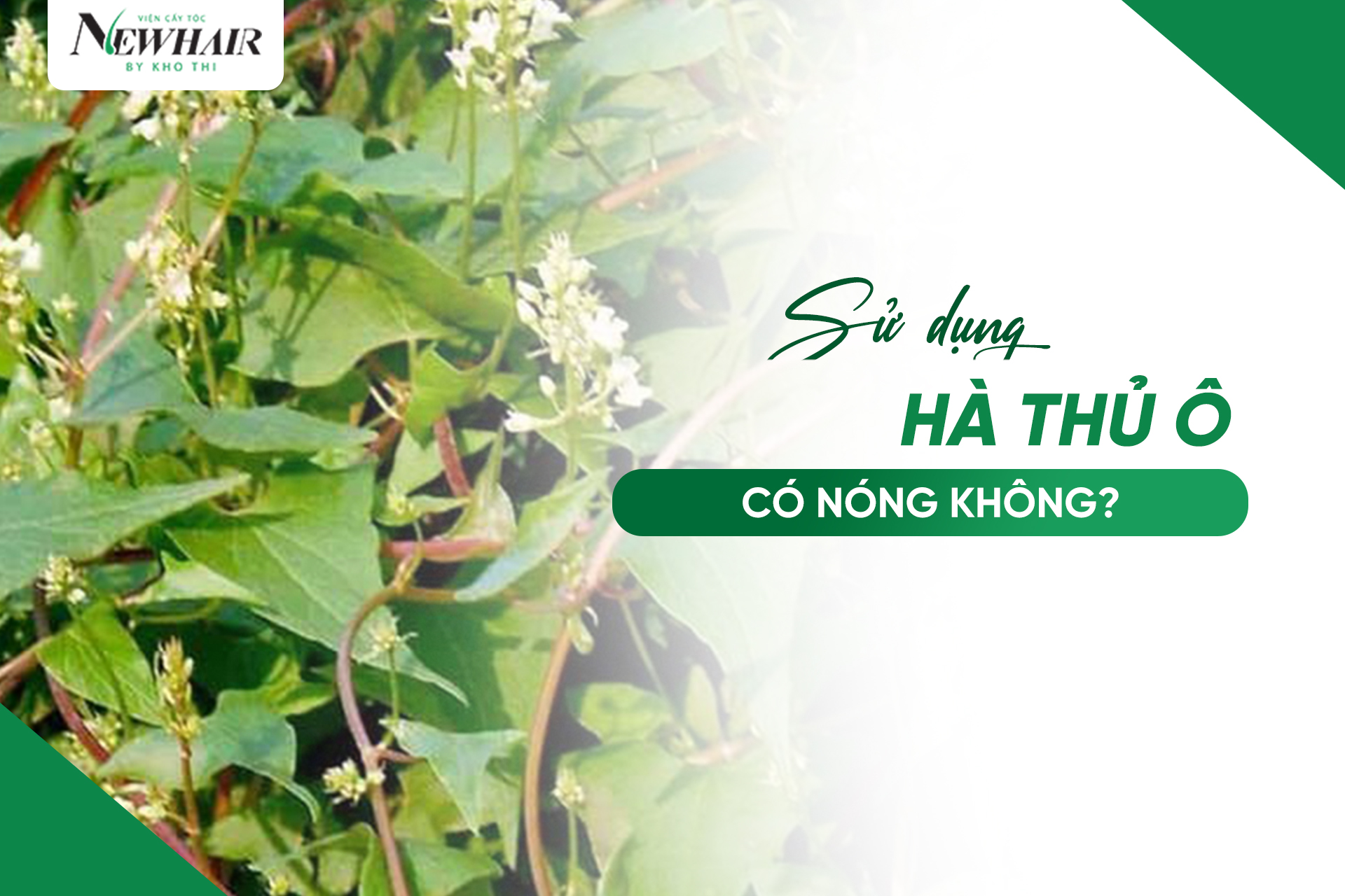Sử dụng hà thủ ô có nóng