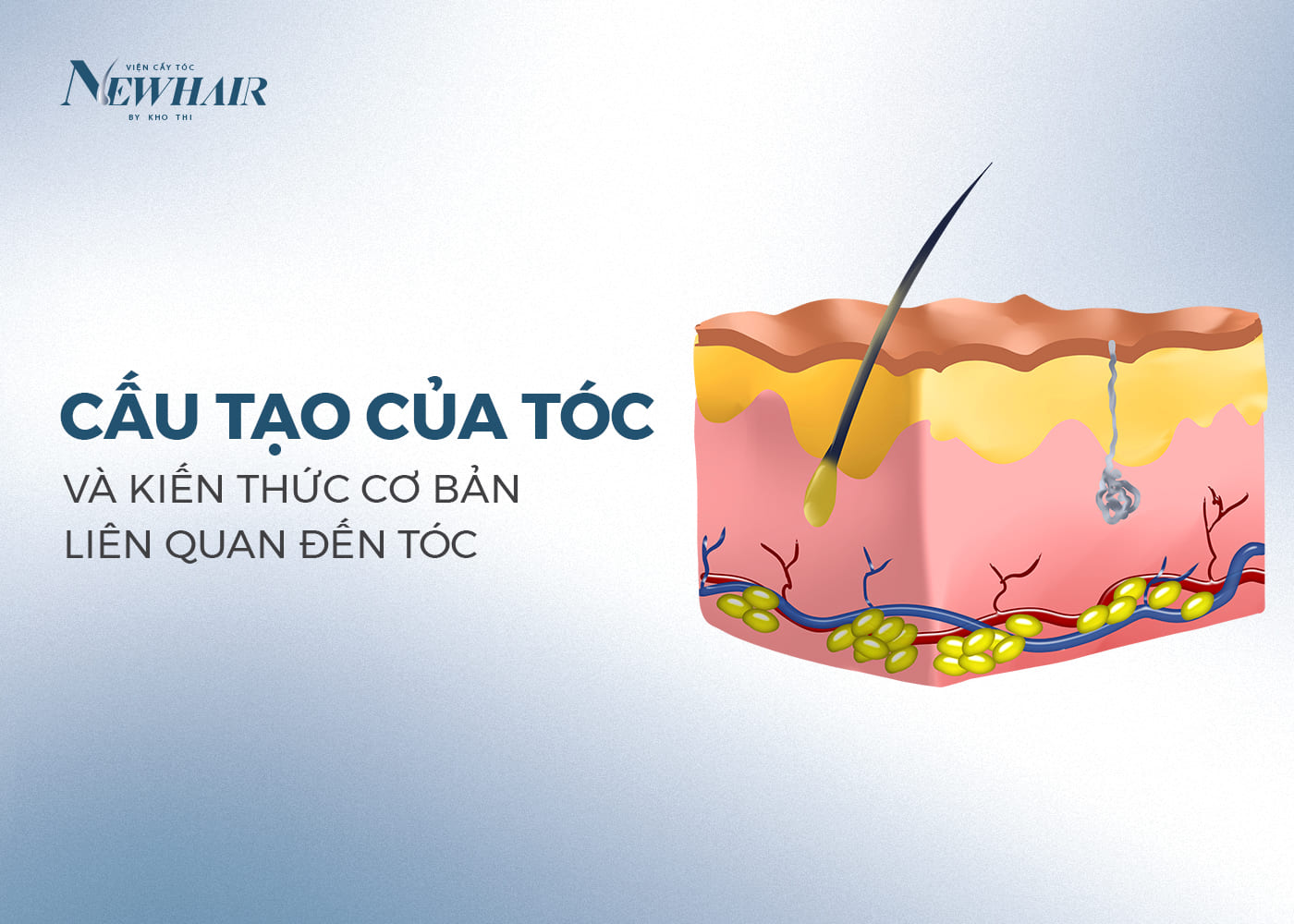 cấu tạo của tóc