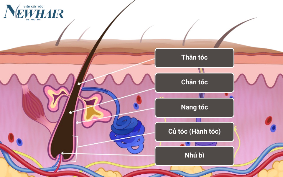 cấu tạo tóc