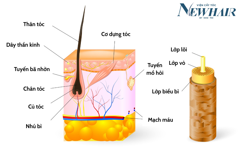 cấu trúc của tóc