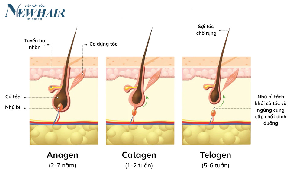 chu kỳ mọc tóc