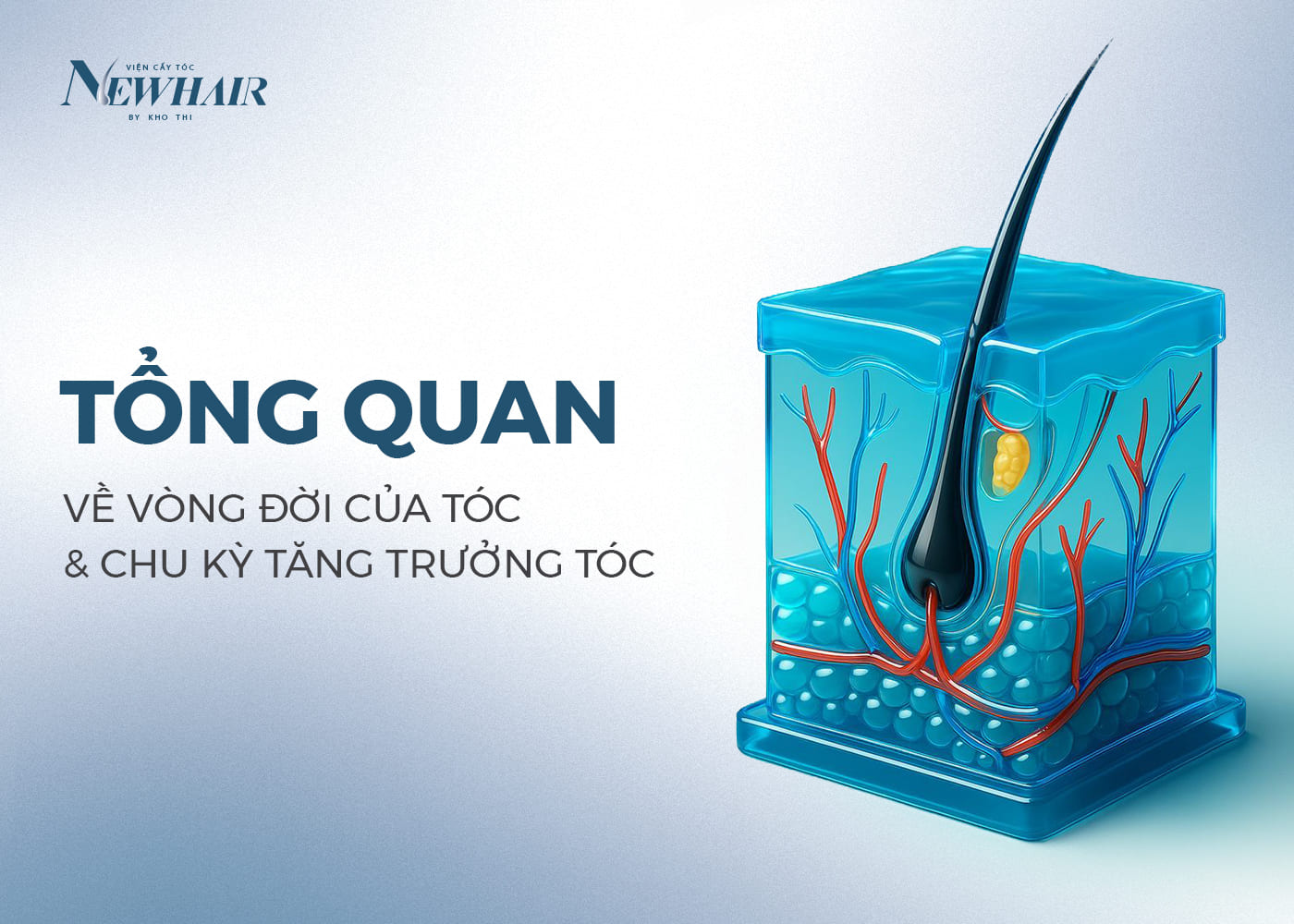 tổng quan vòng đời của tóc